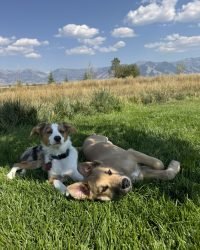 26ABF972-C2DF-4978-8834-5552F692B2A0_1_105_c