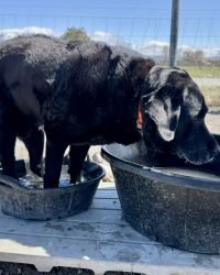 6A2D78A6-9F7A-4A97-8ACD-EB51465945F8_1_105_c