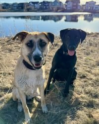 84A4D13B-4EEE-4F1A-9AE4-8C343F5AB4DE_1_105_c