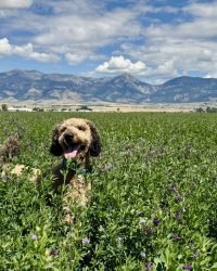 93F4479B-9E41-490D-8DCE-5FA0052DEC8D_1_105_c