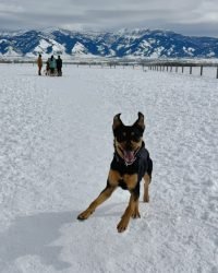 94319A94-36C1-4C8D-93A8-EE80F6D00CD3_1_105_c