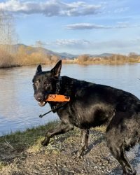 9D64155E-0283-4A36-8B05-4A2EA0FB7F86_1_102_a