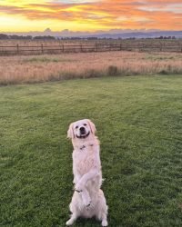 BC486BAD-B99F-436F-8E17-6AD97CA6ACD2_1_105_c