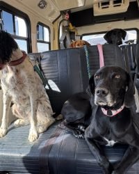 BF3DCABE-CF38-4903-A0DE-9672892B7CBD_1_105_c