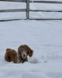 C7CA87D4-40FF-42B7-9D3E-4D39C633989C_1_105_c