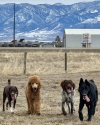 E07681B1-3448-455B-A9DB-89DE0AF519AE_1_105_c