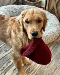 FB0166FE-0D1E-4170-BAD0-36ADDAD442F9_1_105_c